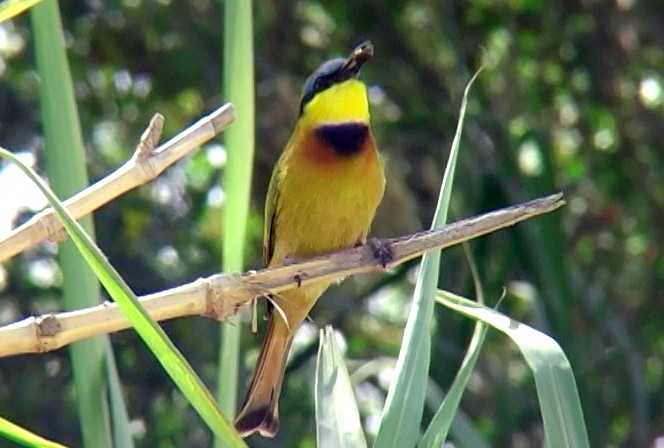 Little Bee-eater - ML331219141