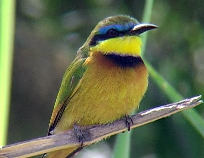 Little Bee-eater - ML331219211
