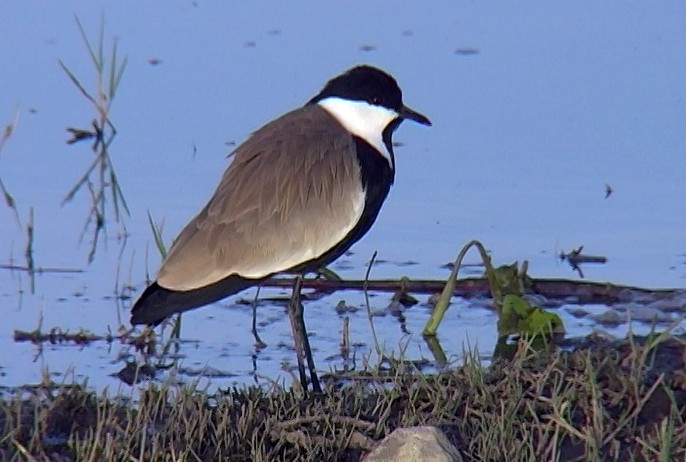 Spur-winged Lapwing - ML331221791