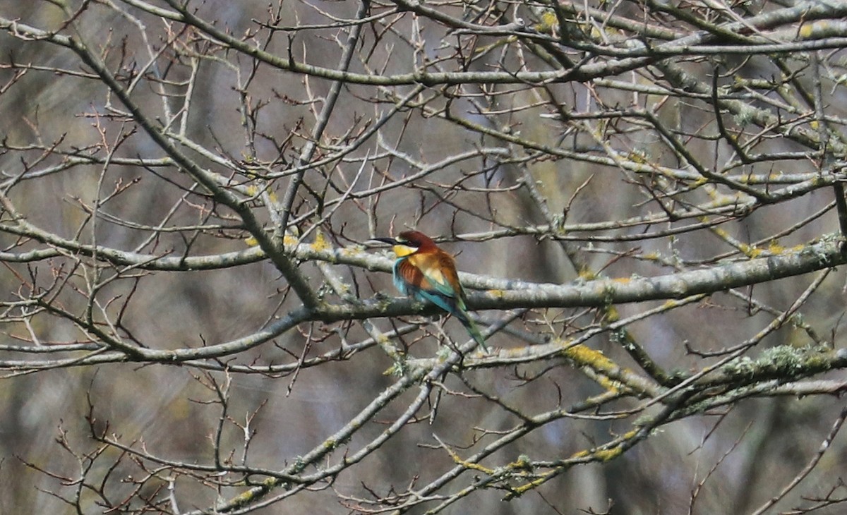 European Bee-eater - ML331222731
