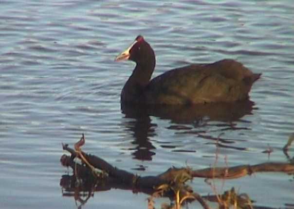 Red-knobbed Coot - ML331225271