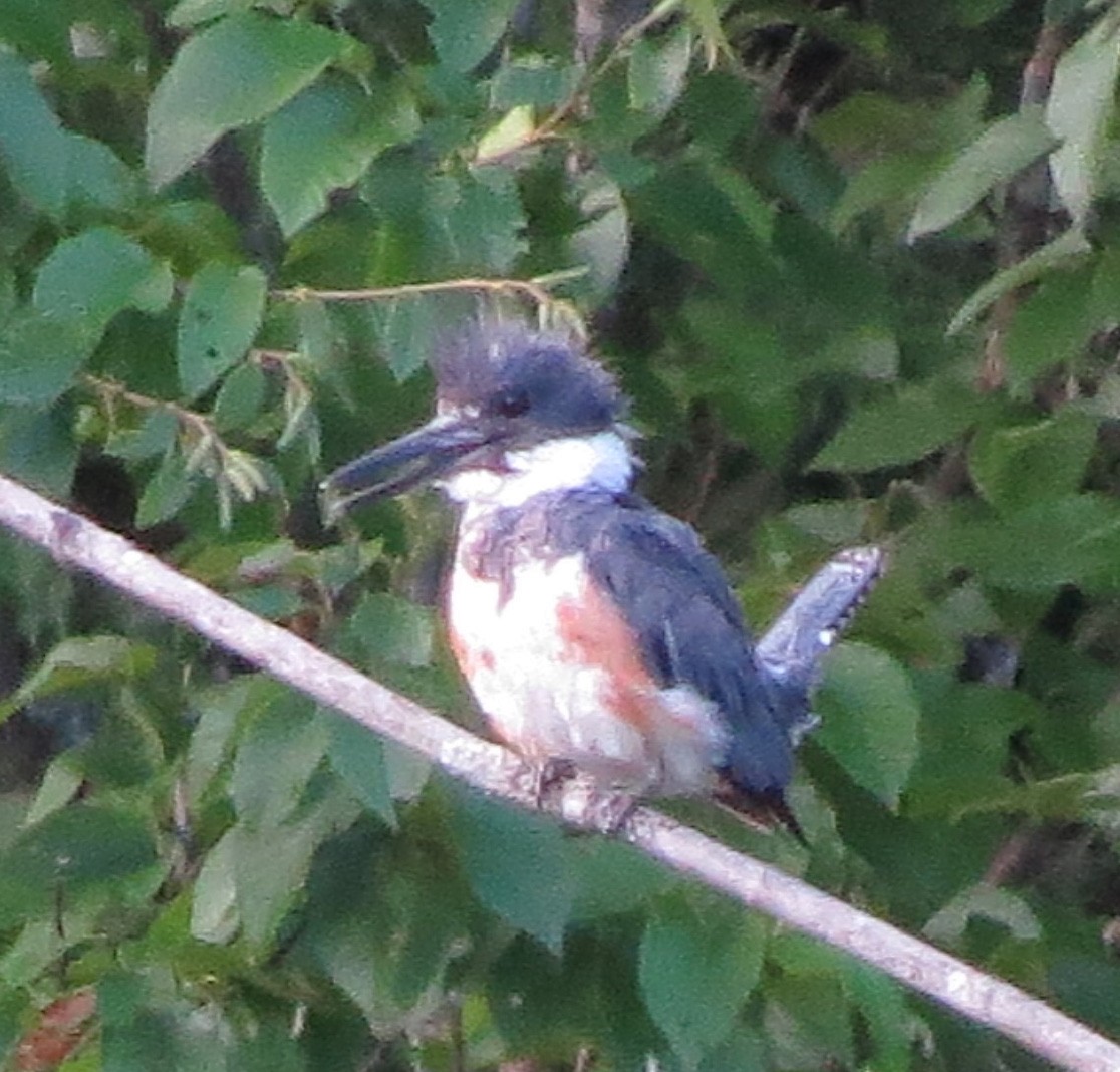 Belted Kingfisher - Amy Lawes