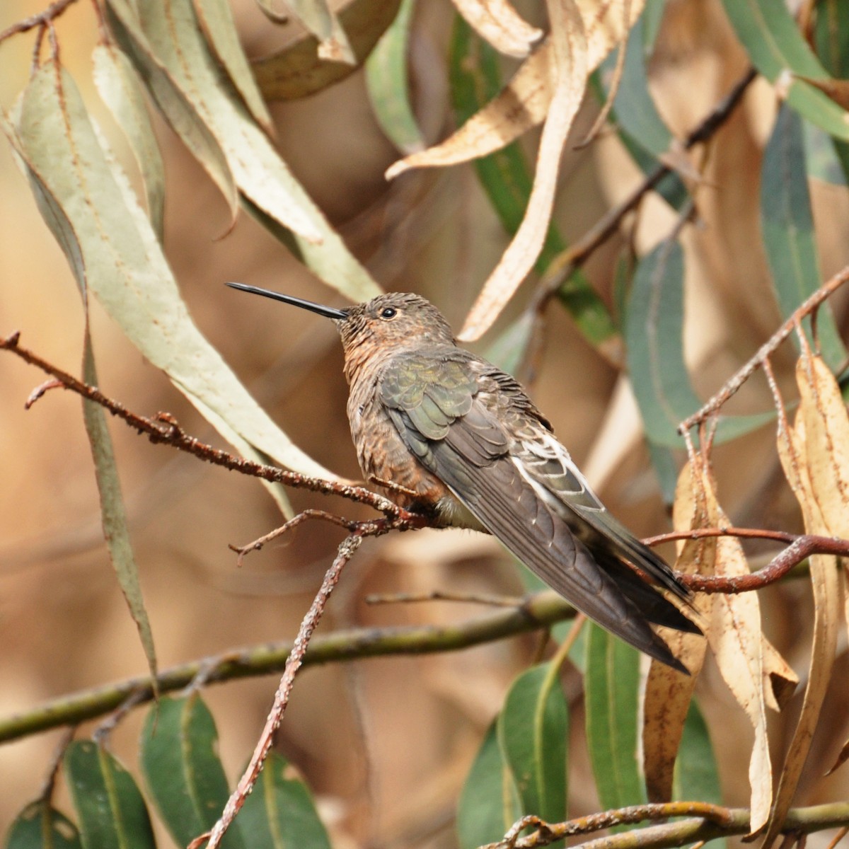 Giant Hummingbird - ML331237181