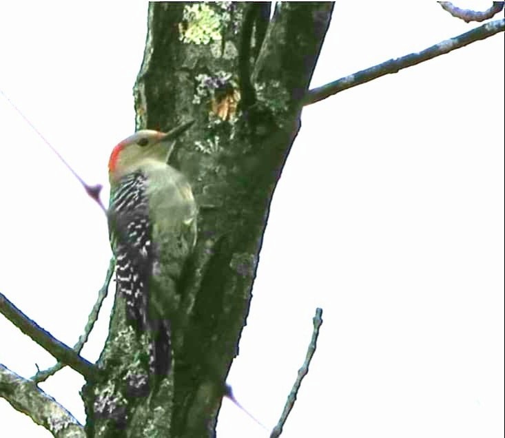 Red-bellied Woodpecker - ML331239511