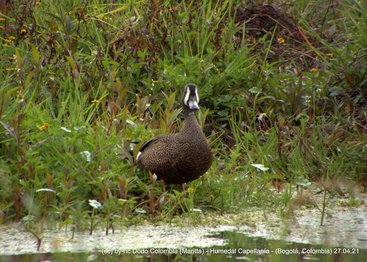 Blue-winged Teal - Maritta (Dodo Colombia)