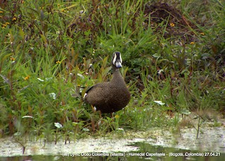 Blue-winged Teal, ML331239891