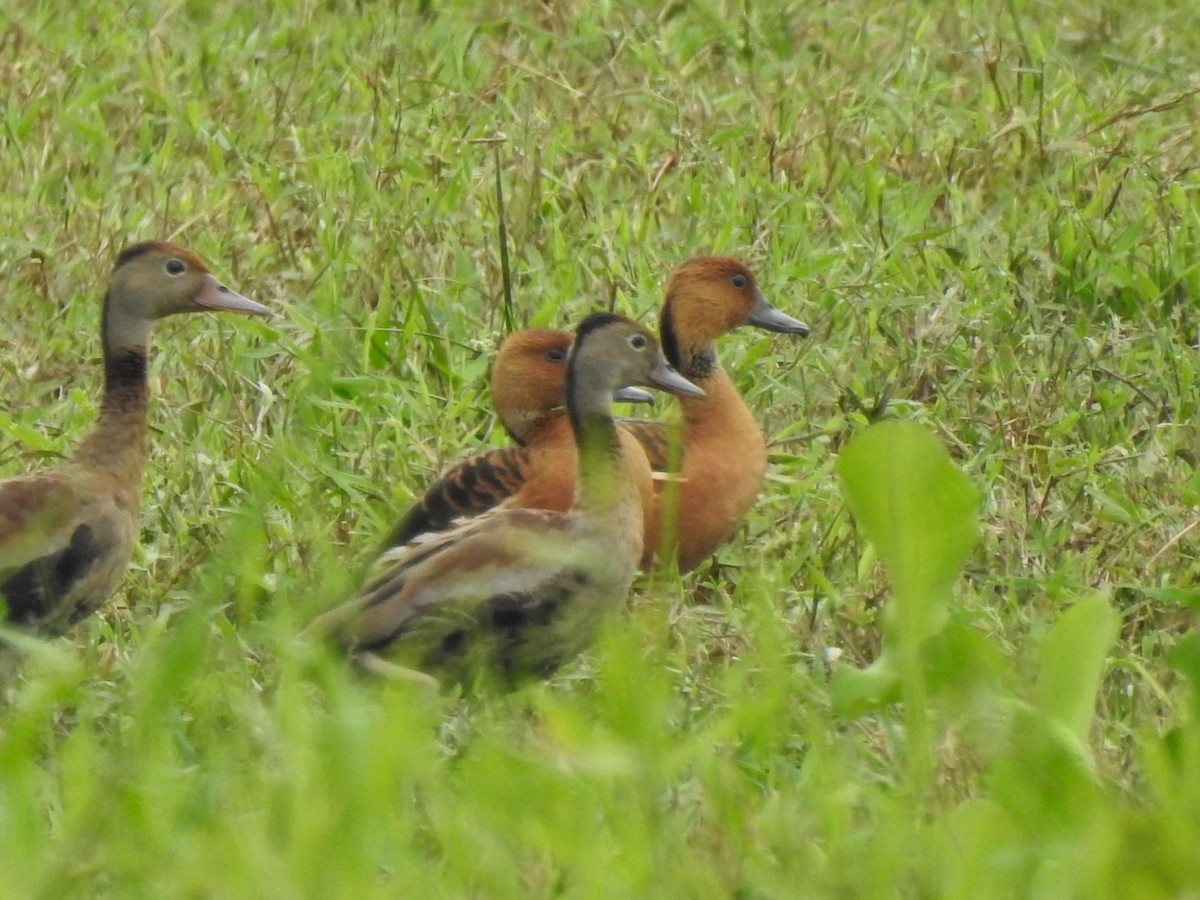 Fulvous Whistling-Duck - Diego DUQUE