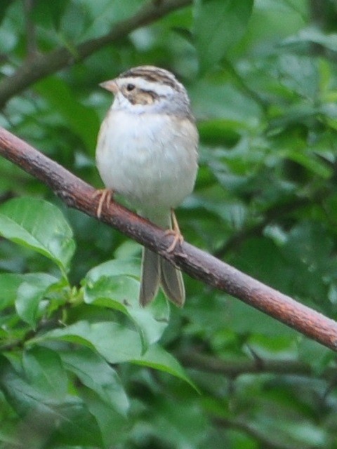 Clay-colored Sparrow - ML331245371