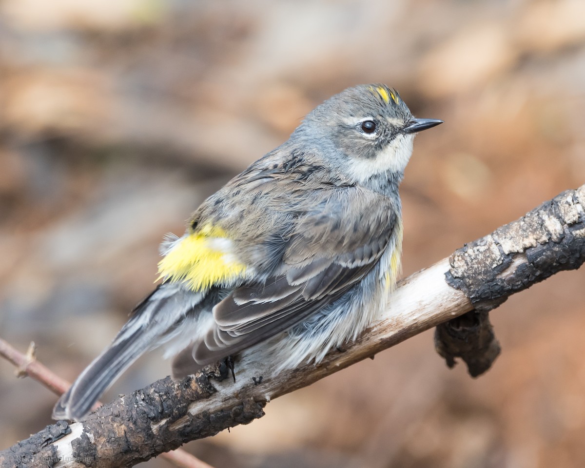 Yellow-rumped Warbler - Roy Chatburn