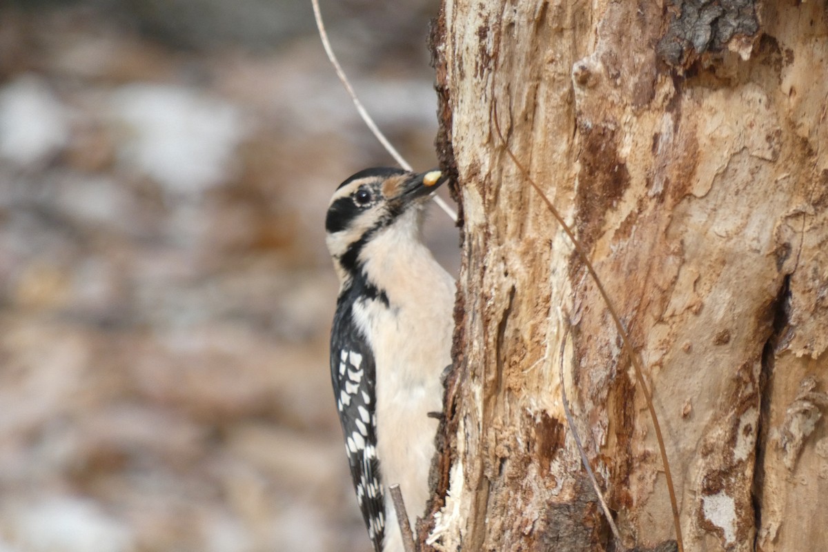 Hairy Woodpecker (Eastern) - ML331250941