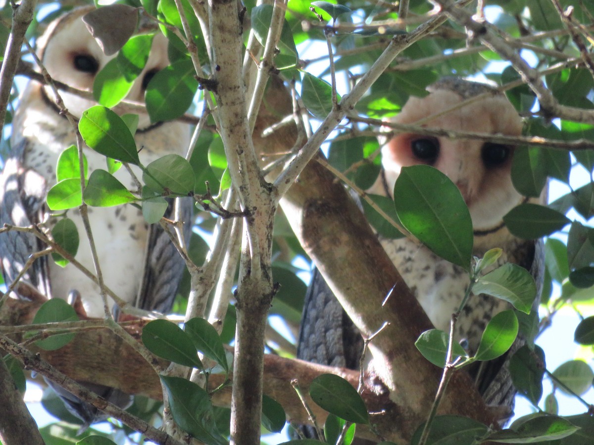 Australian Masked-Owl - Catherine Hirsch