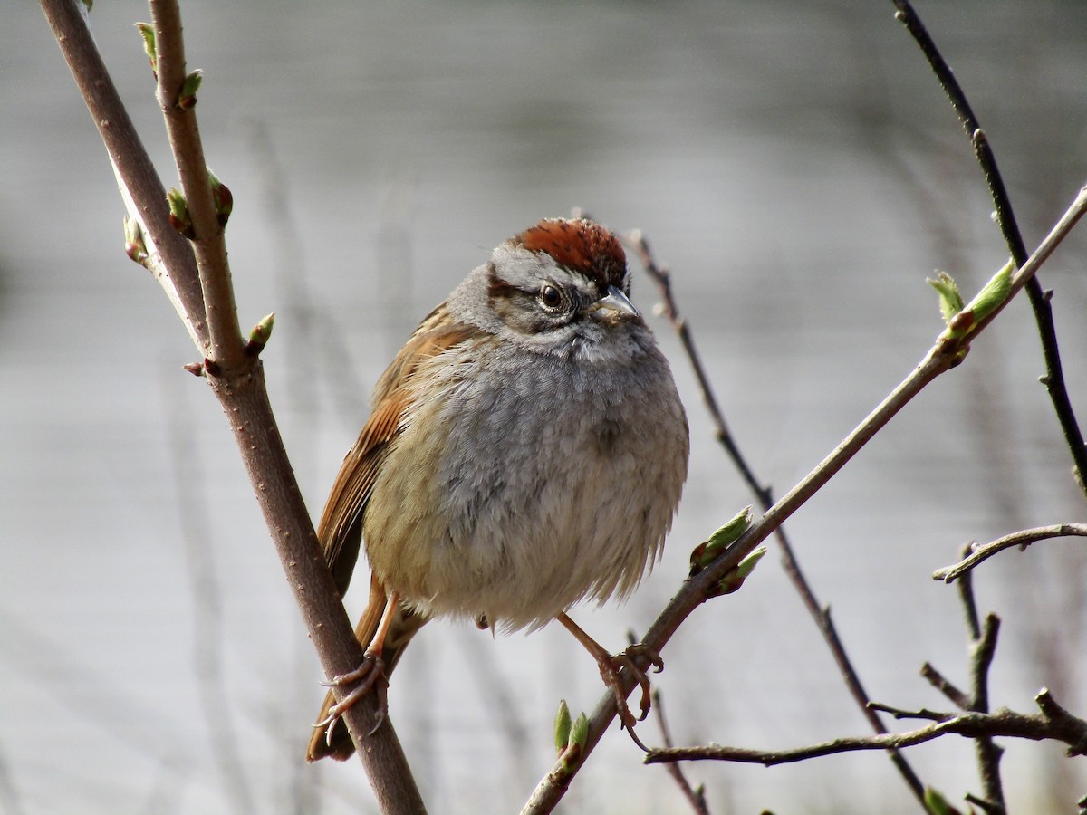 Swamp Sparrow - ML331261031