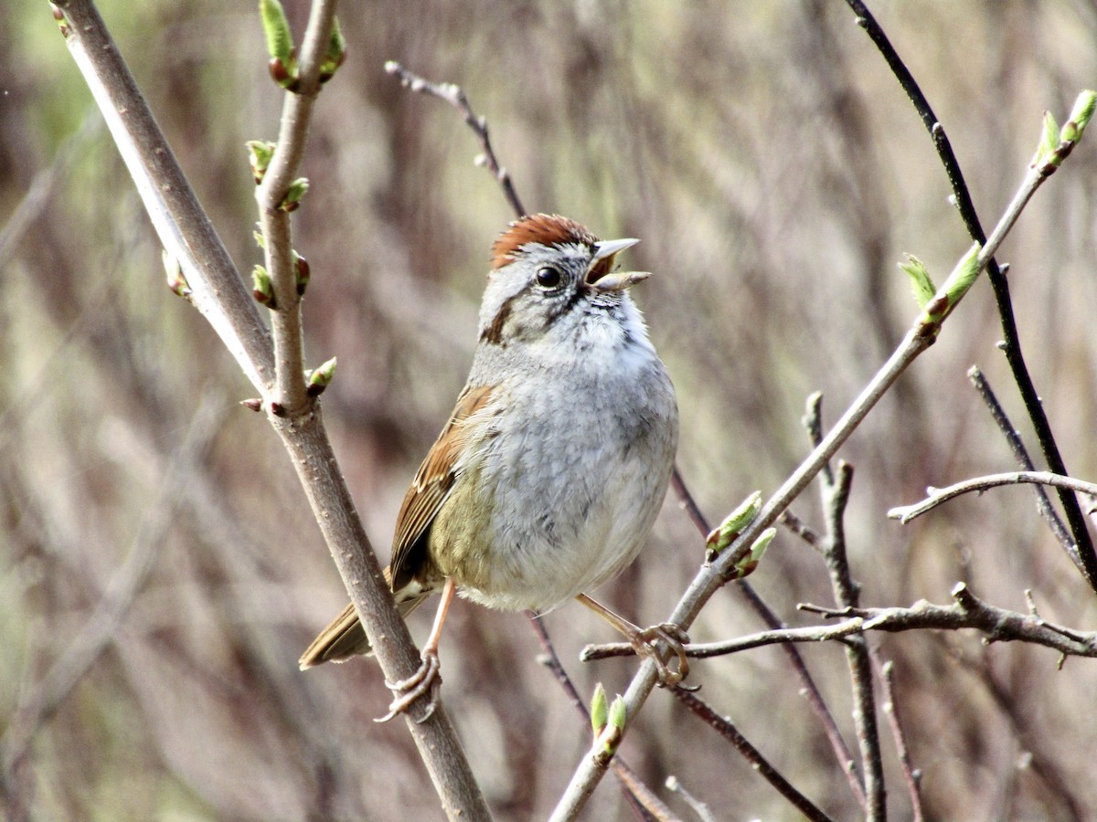 Swamp Sparrow - ML331261331