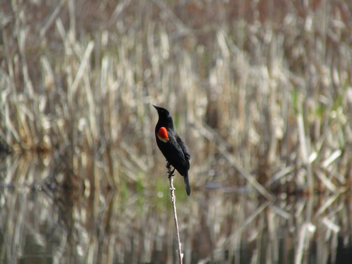 Red-winged Blackbird - ML331261471