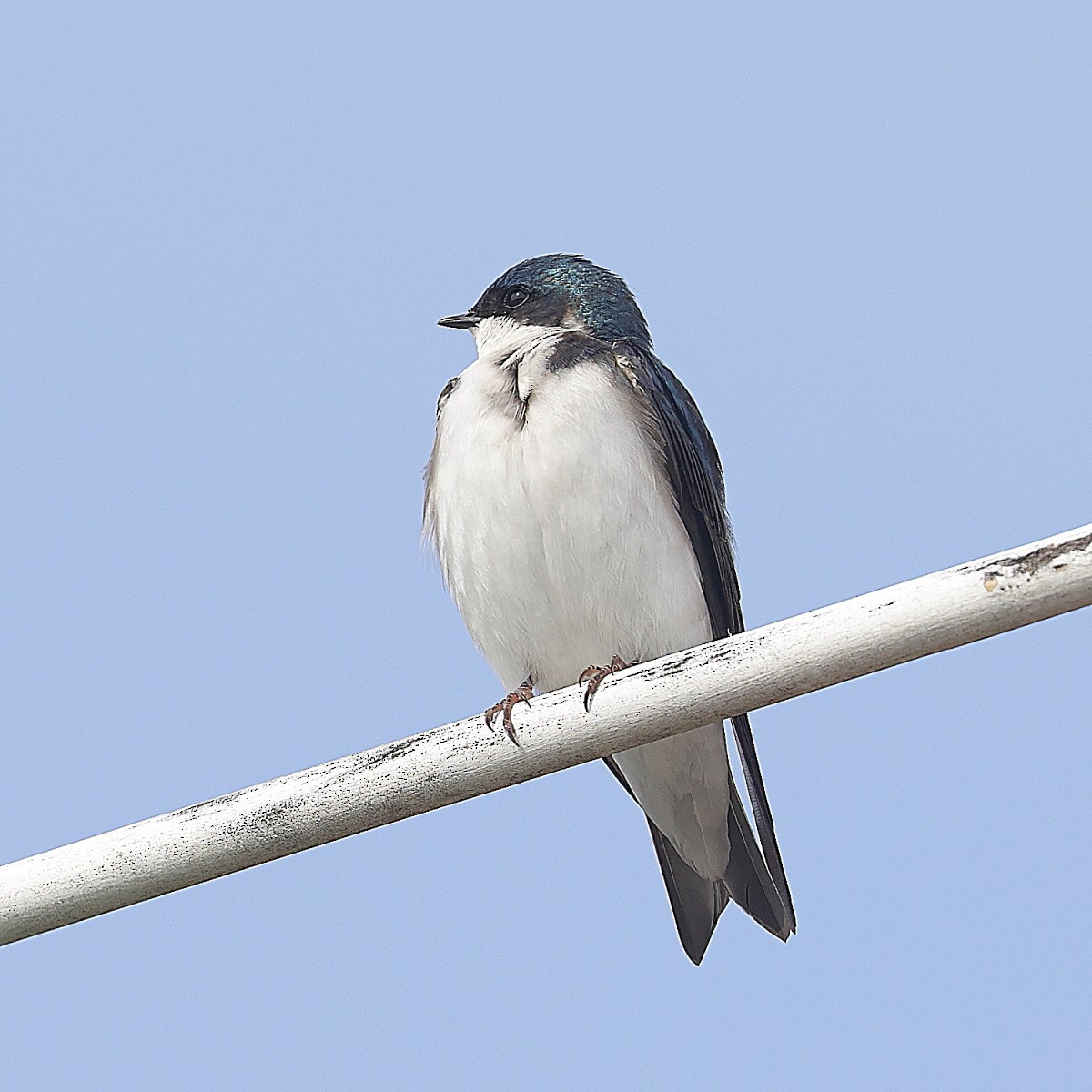 Tree Swallow - Allen Woodliffe