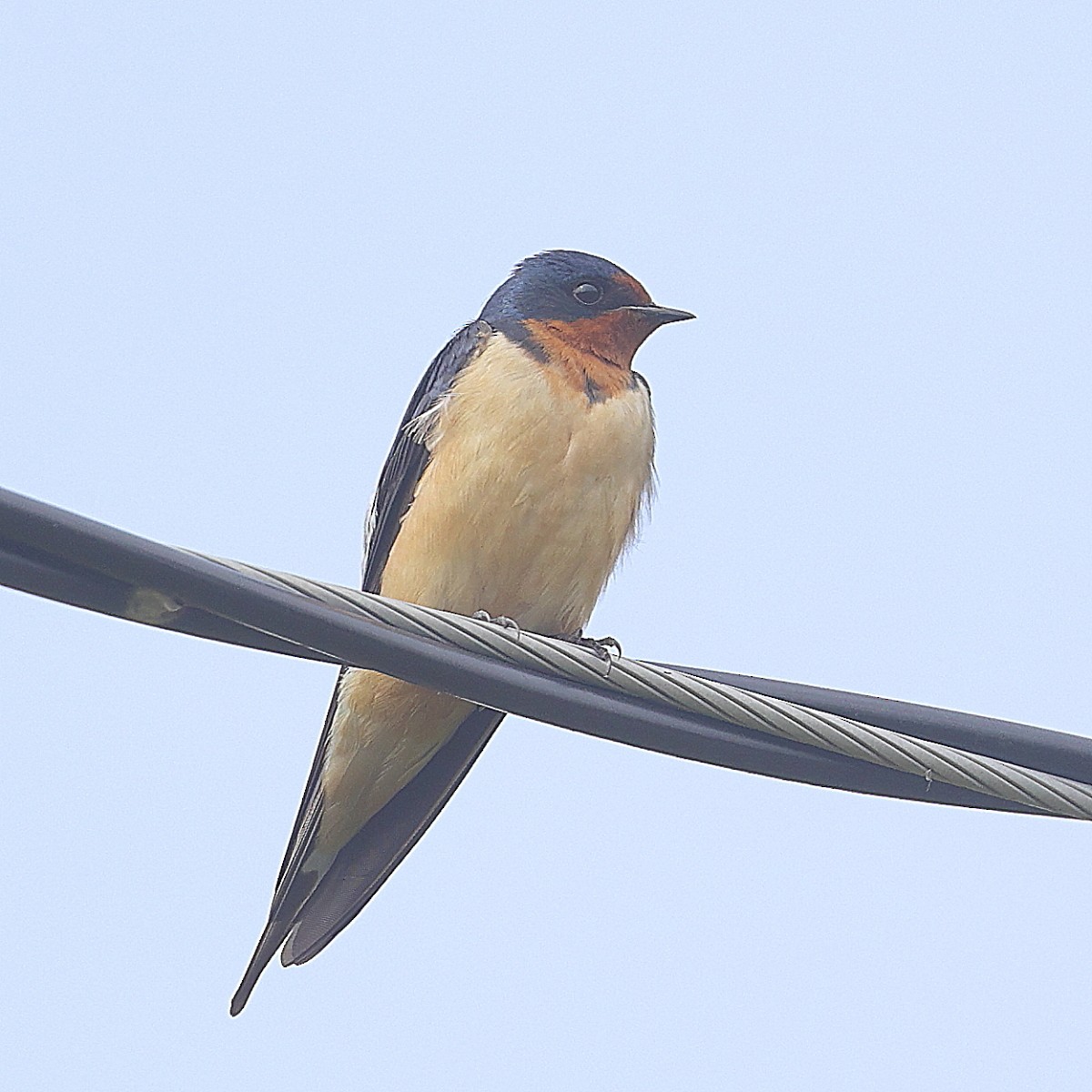 Barn Swallow - Allen Woodliffe