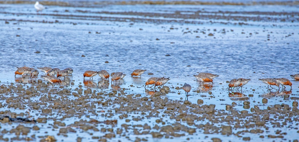 Red Knot - ML331264131