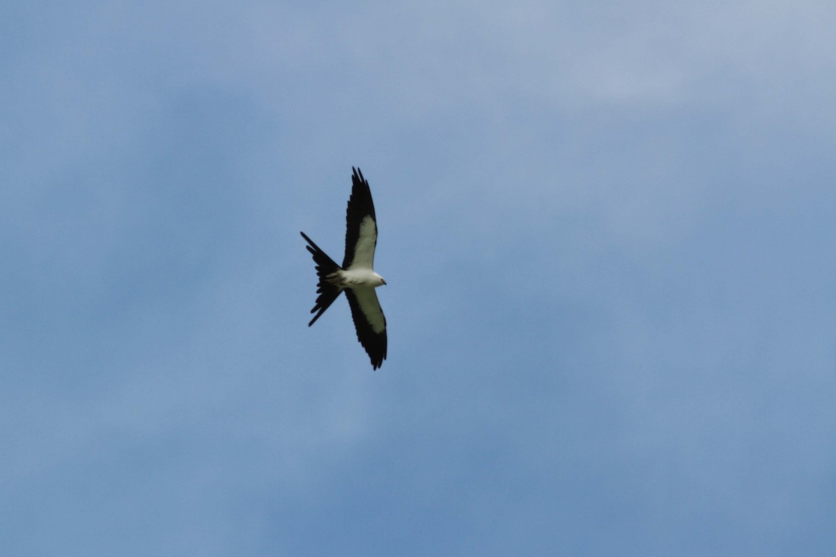 Swallow-tailed Kite - David Vander Pluym