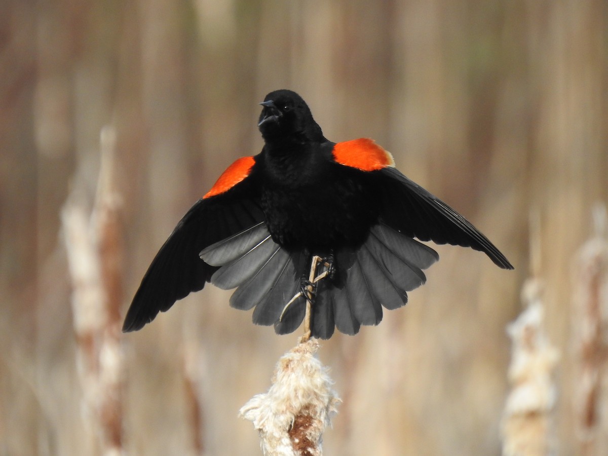 Red-winged Blackbird - Glenn Hodgkins