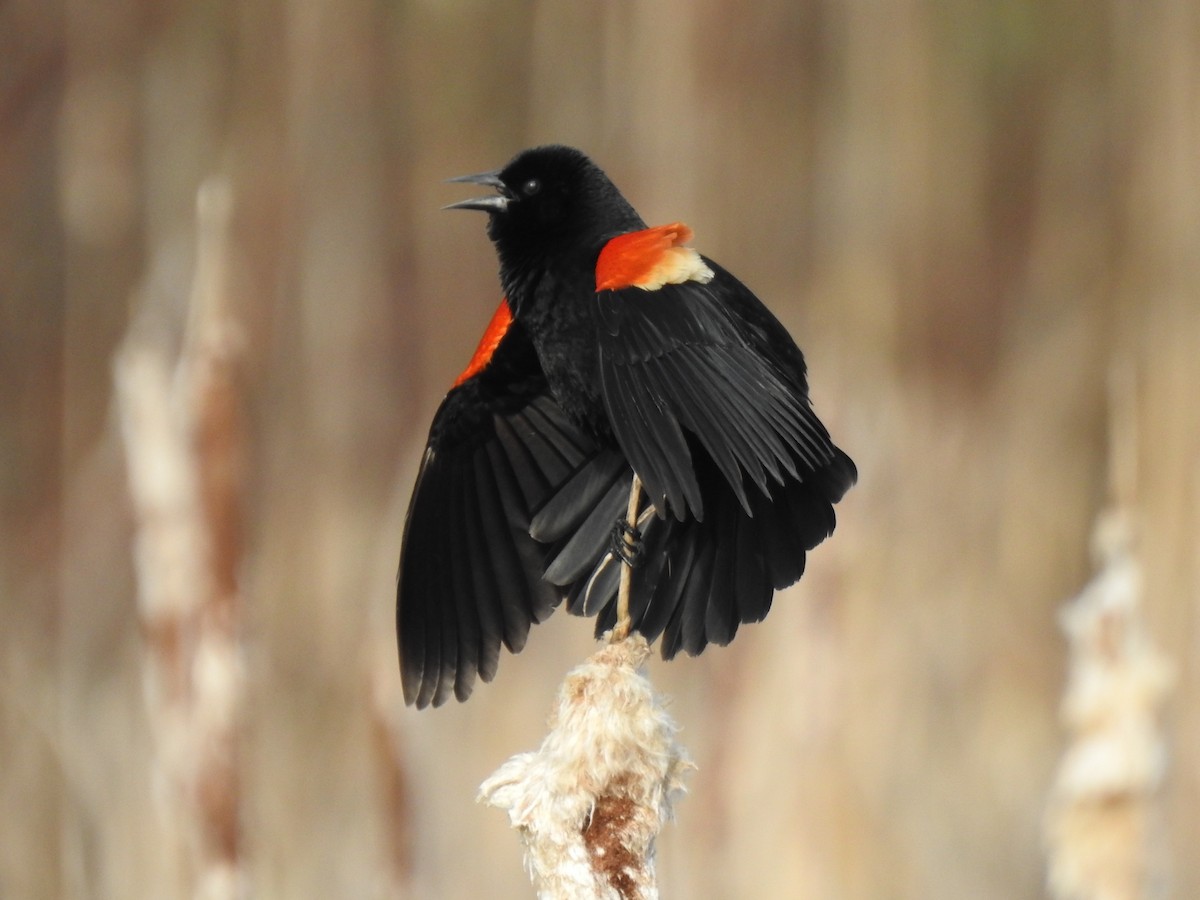 Red-winged Blackbird - Glenn Hodgkins