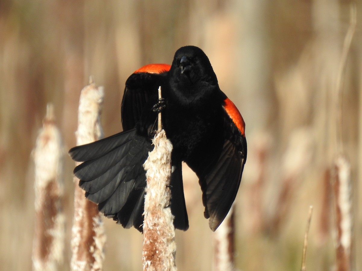 Red-winged Blackbird - ML331266331