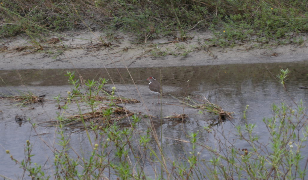 Forbes's Plover - ML33127151
