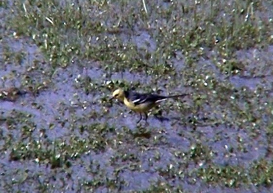 Citrine Wagtail (Black-backed) - ML331272551