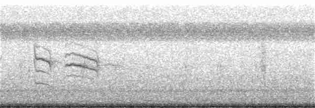 アオハウチワドリ（flaviventris グループ） - ML331282981