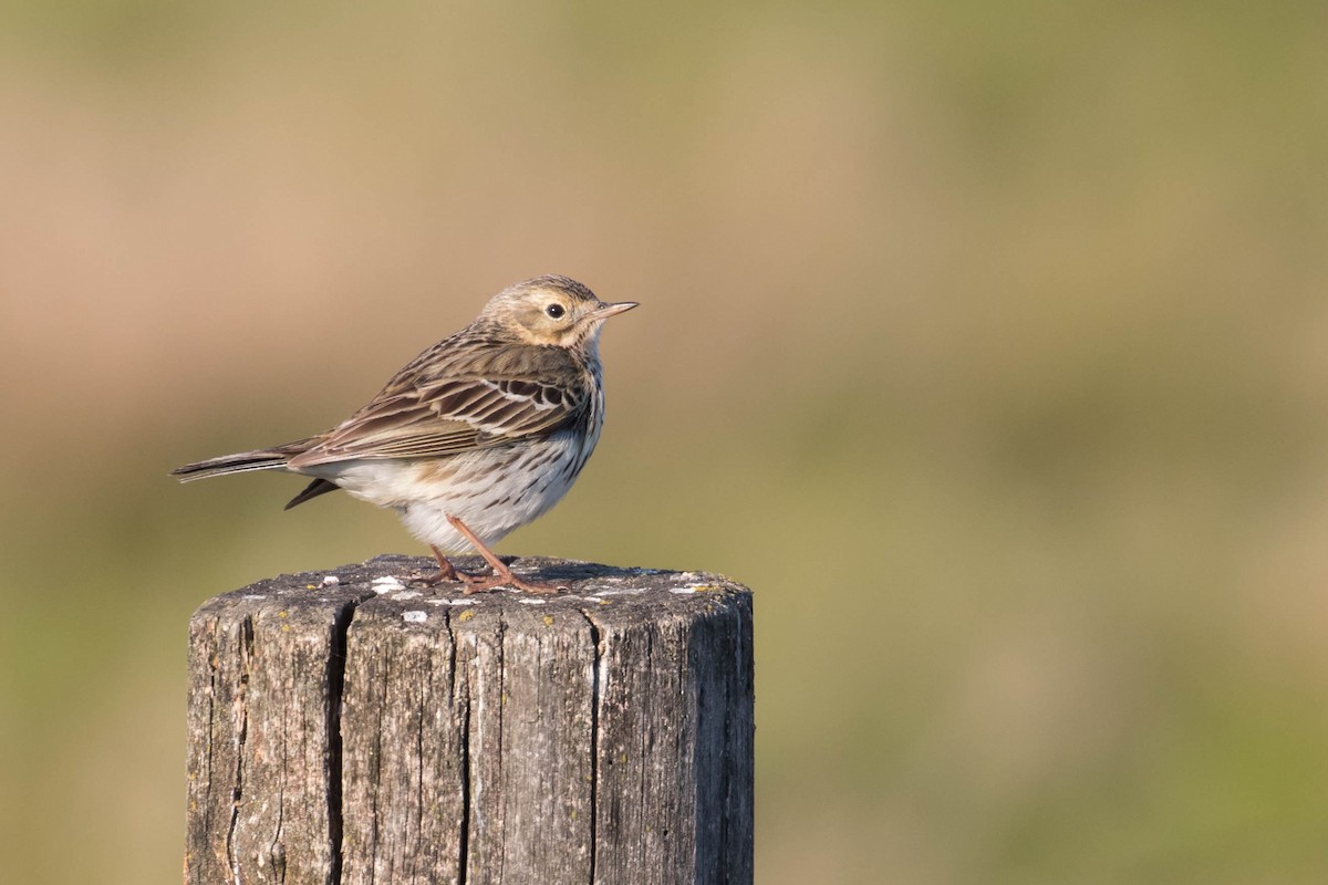 Meadow Pipit - ML331288381