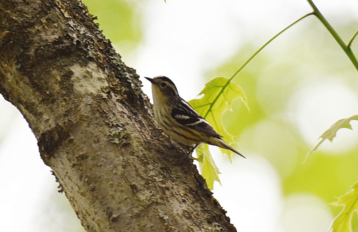 Black-and-white Warbler - ML331289611