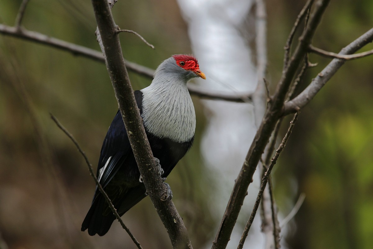 Seychelles Blue-Pigeon - 独行虾 Bird.soong