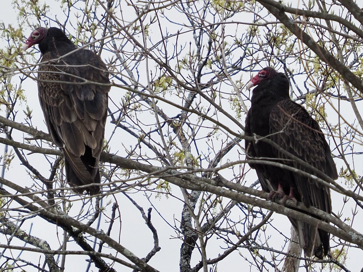 Turkey Vulture - David McCartt