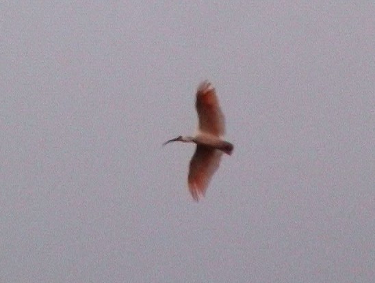 Crested Ibis - ML331299901