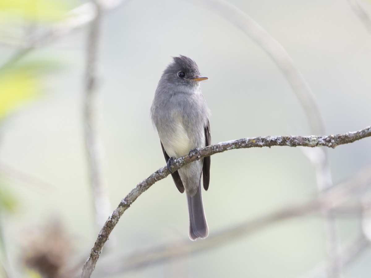 Southern Tropical Pewee - ML331305061