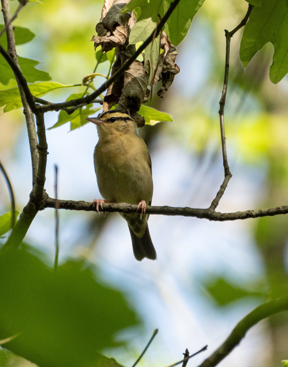 Worm-eating Warbler - Mary Catherine Miguez