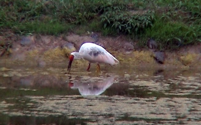 Crested Ibis - ML331307191