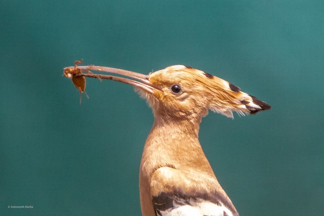 Bird feeding on insect. - Eurasian Hoopoe - 