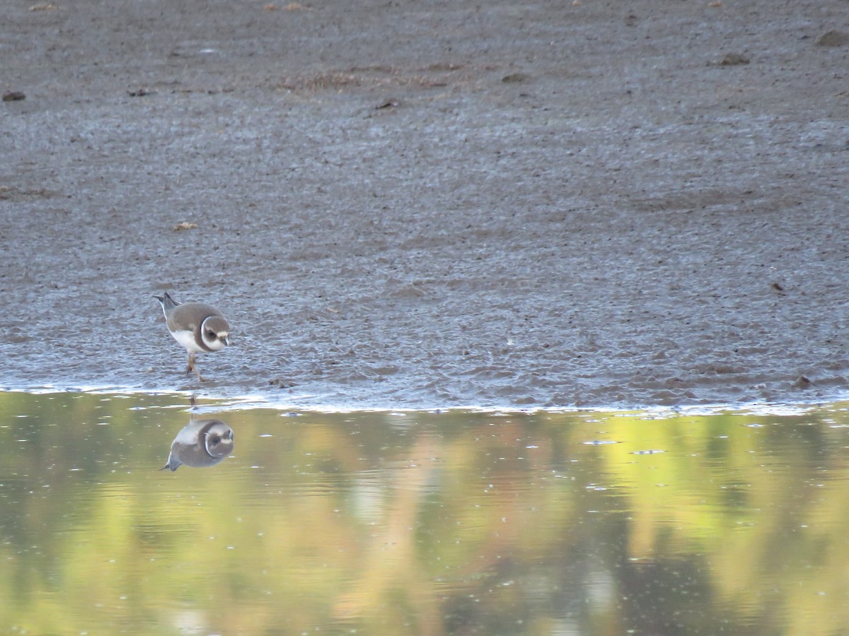 Semipalmated Plover - Kathy Carroll
