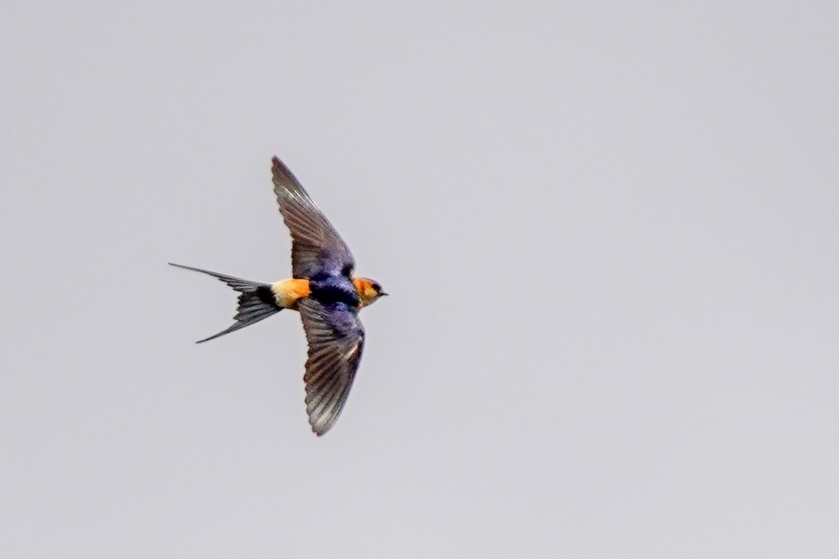 Red-rumped Swallow - ML331313201