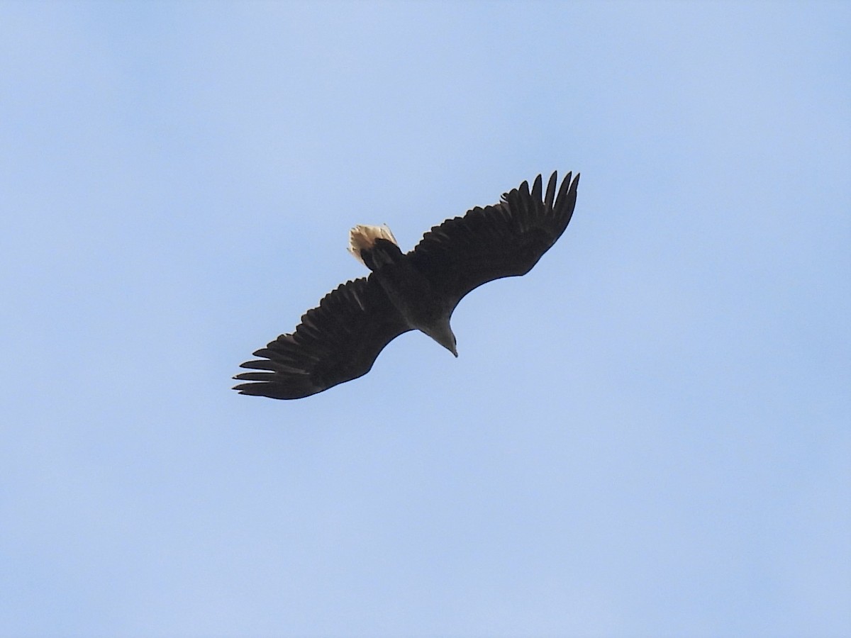 White-tailed Eagle - Joren van Schie