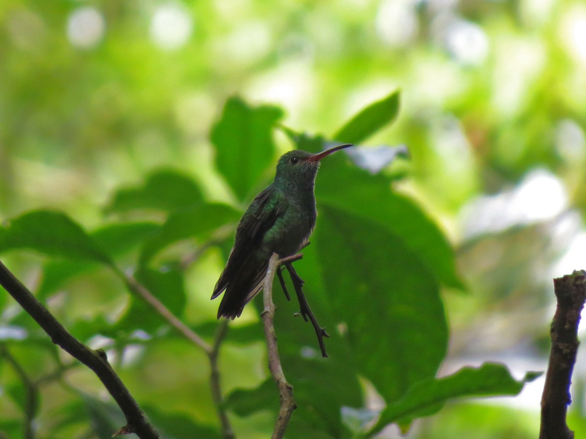 Rufous-tailed Hummingbird - ML331322481