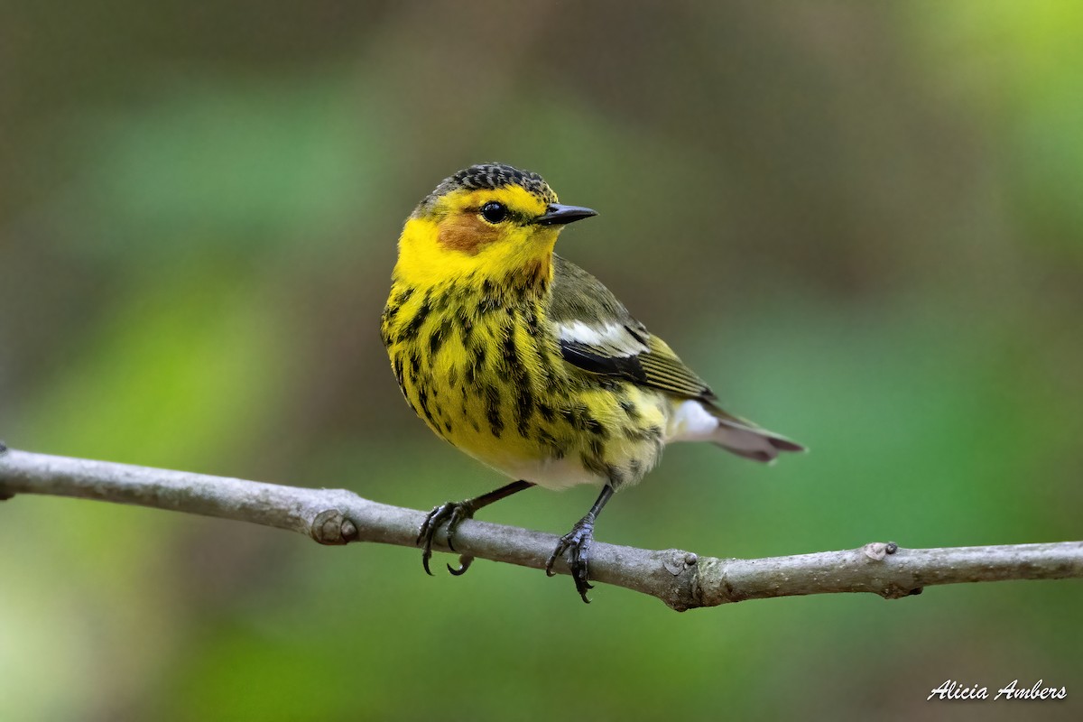 Cape May Warbler - ML331322961
