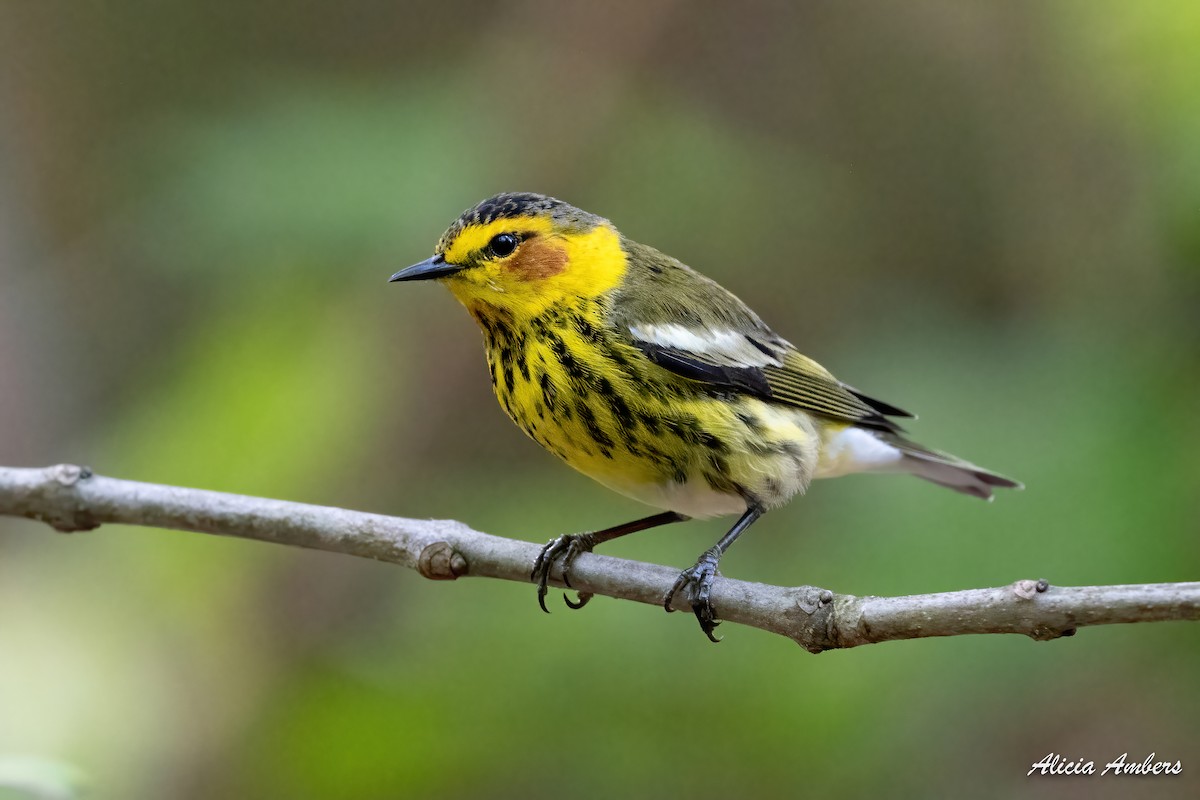 Cape May Warbler - ML331322971