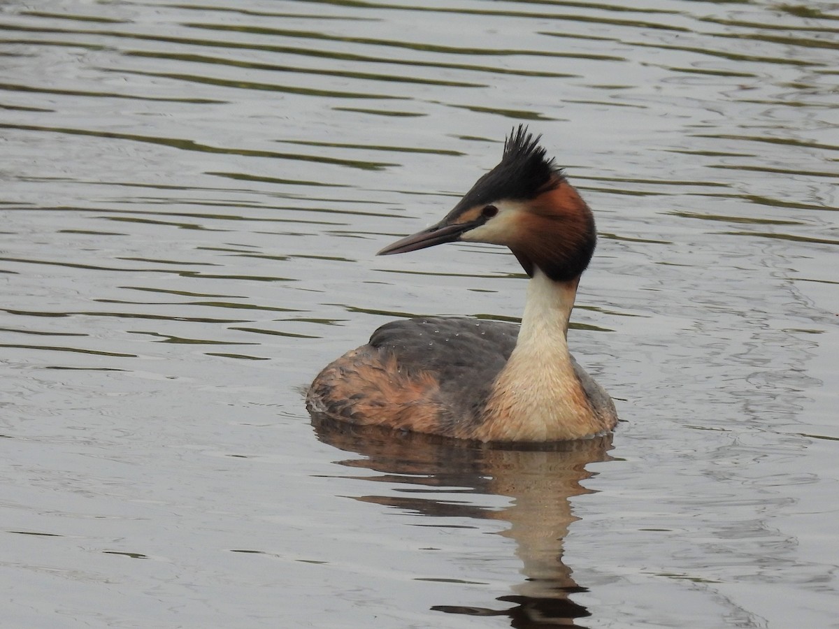 Great Crested Grebe - ML331325251
