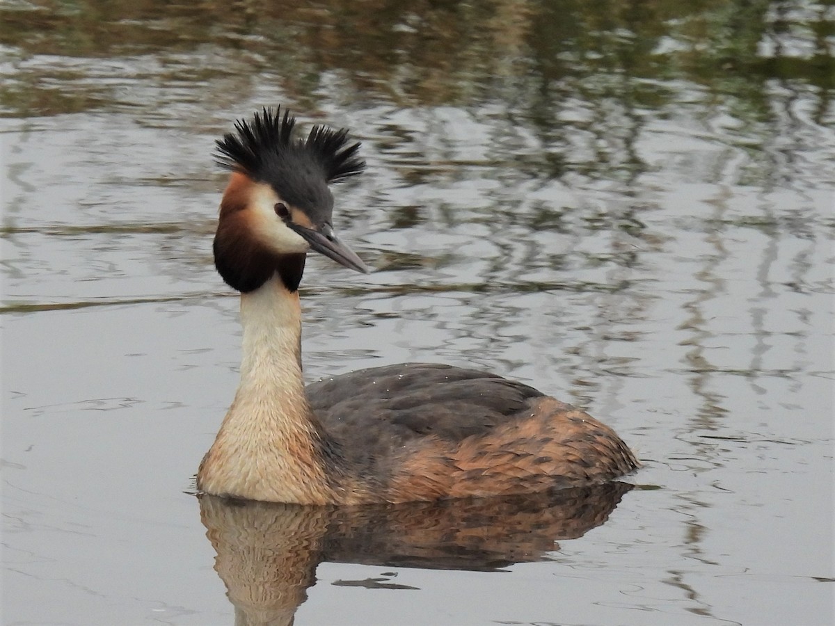 Great Crested Grebe - ML331326621
