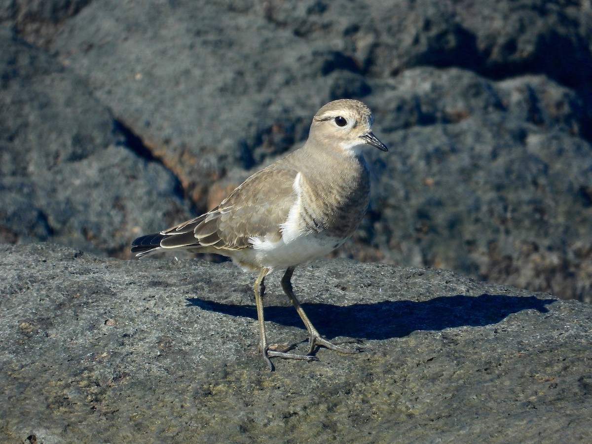 Rufous-chested Dotterel - Alejandra Pons