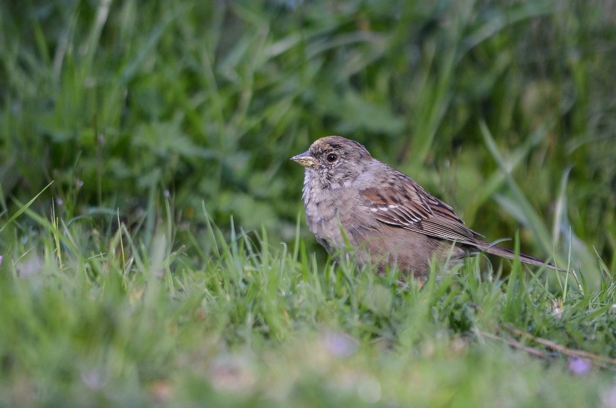 Golden-crowned Sparrow - ML331333131