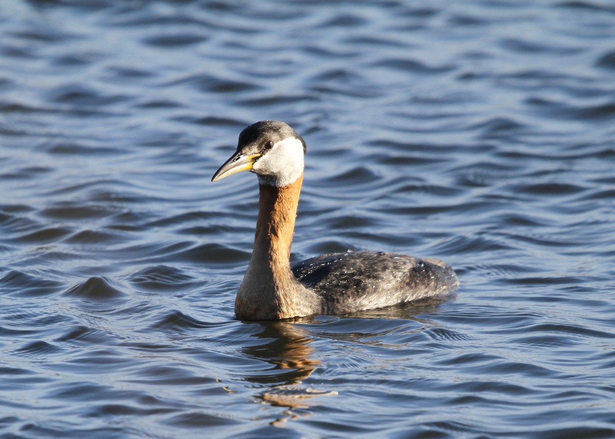 Red-necked Grebe - ML331334661