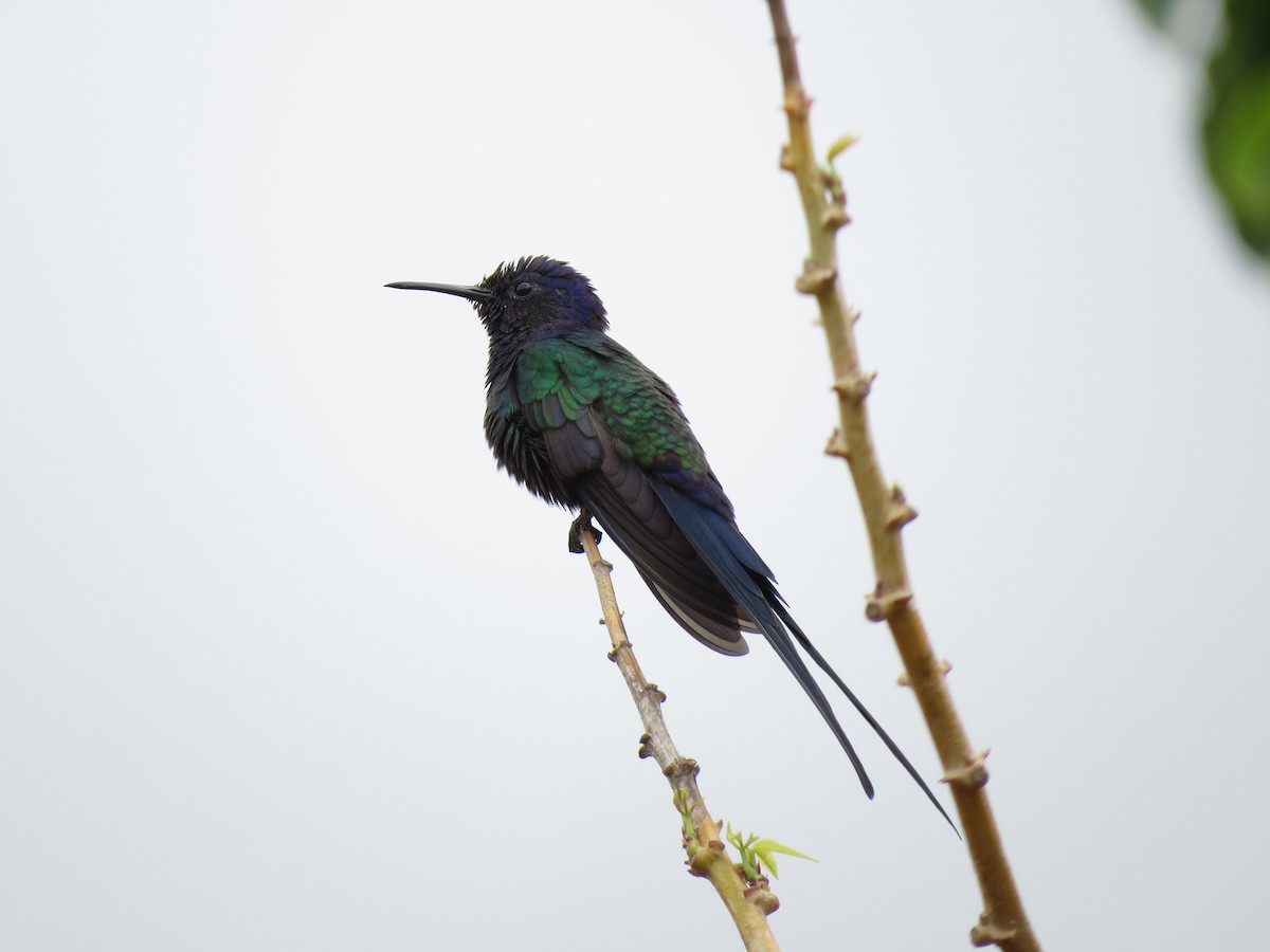 Swallow-tailed Hummingbird - Leonardo Bergamini