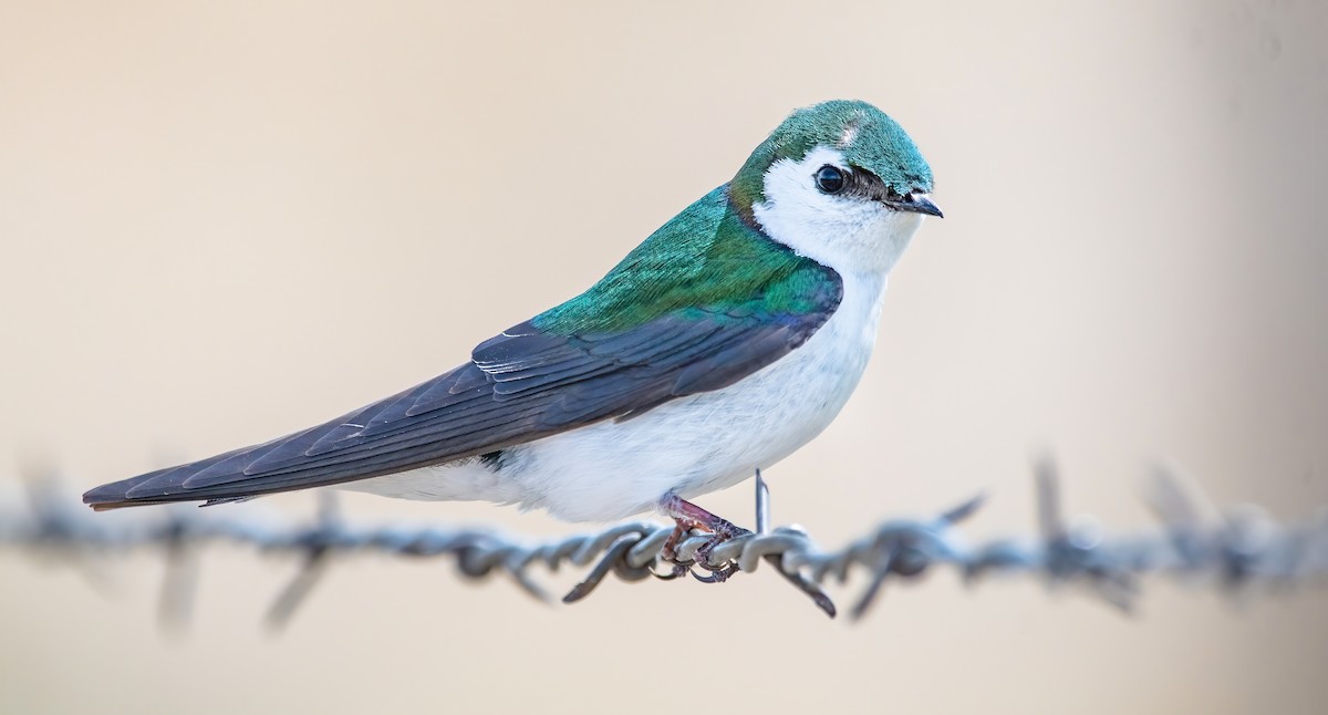 Violet-green Swallow - ML331336371